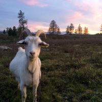 /content/images/pages/491/zoomi_lyubopitnaya_koza_v_ulaganskom_rayone.jpg